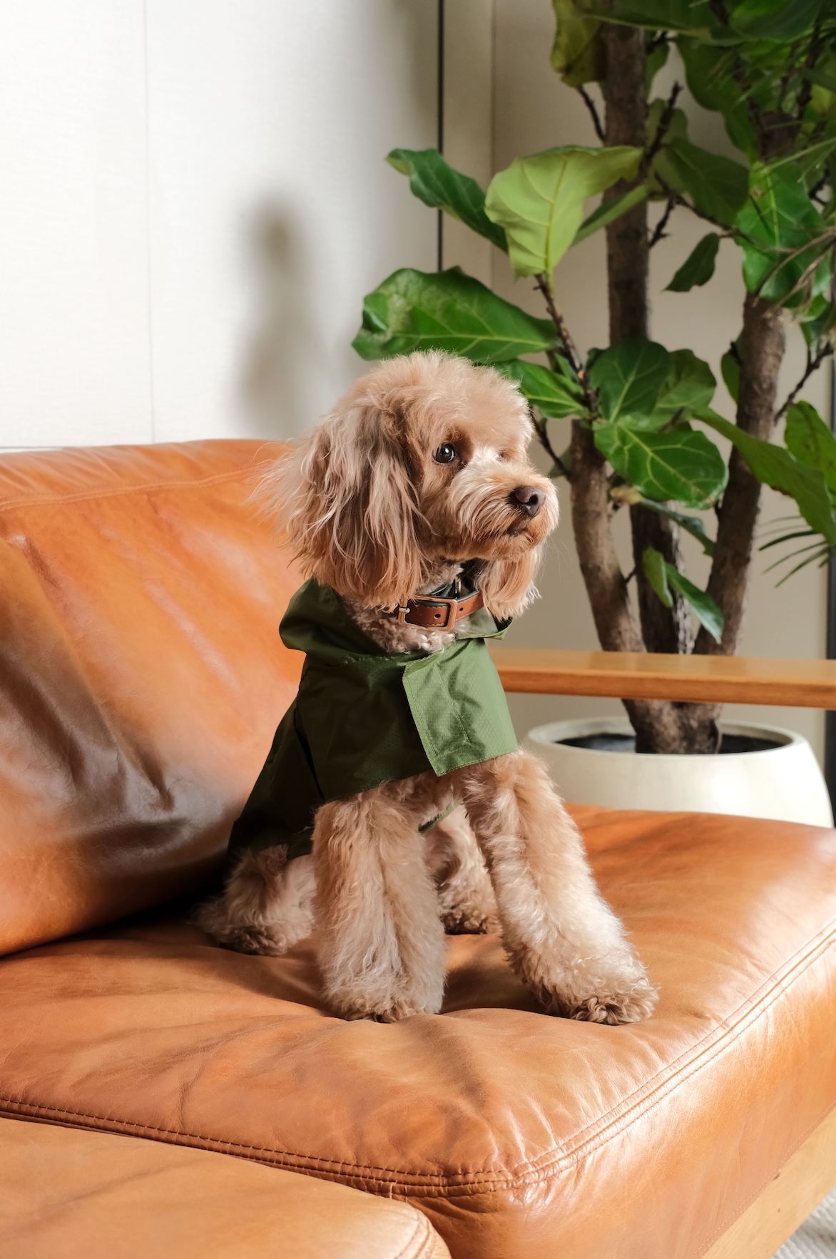 Capsule Raincoat - Green