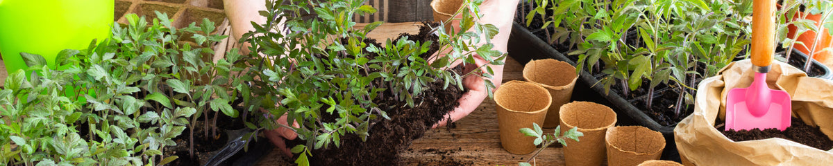 Early Spring Garden Planning: 5 Ways to Prepare Your Garden for Spring Planting