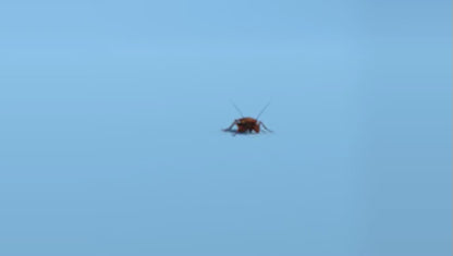 BugMD™ Essential Pest Control - Safe and Effective Pest Elimination