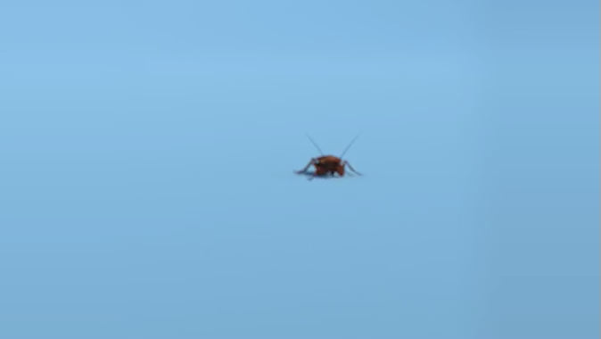 BugMD™ Essential Pest Control - Safe and Effective Pest Elimination